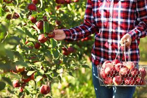 Woman-picking-apples-in-the-fall-in-southern-New-Mexico